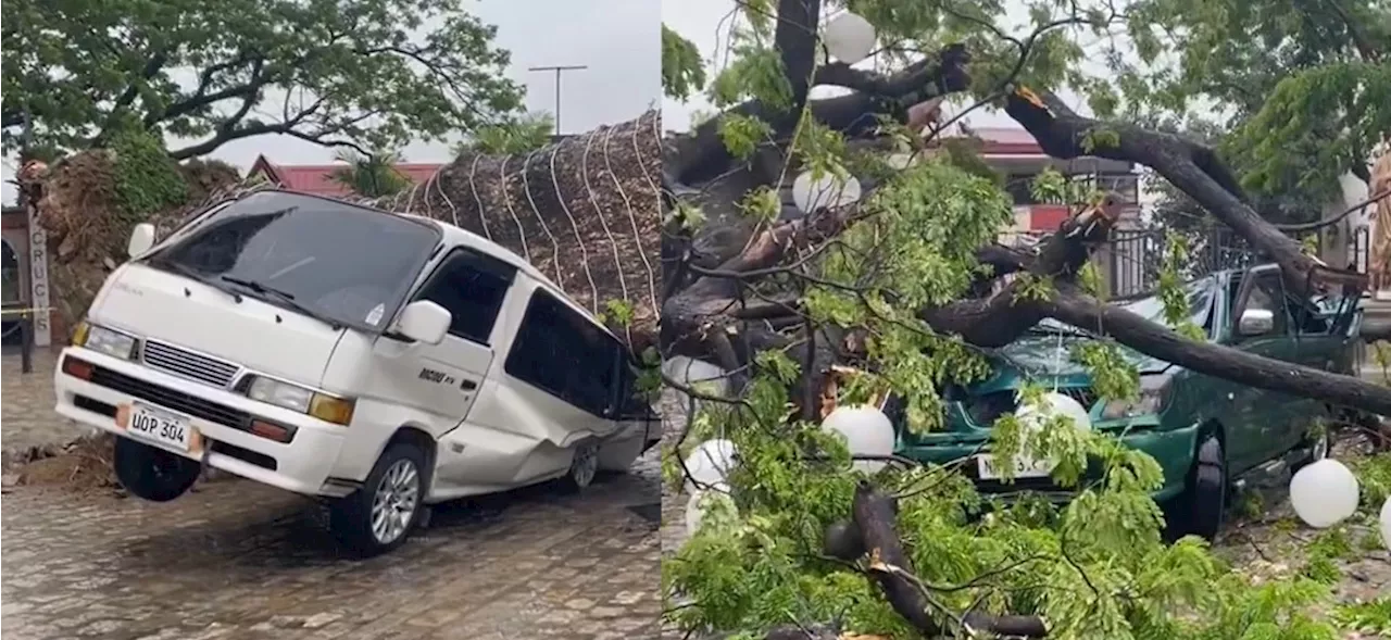 Century-old acacia tree falls on 2 vehicles in Taytay, Rizal amid Aghon