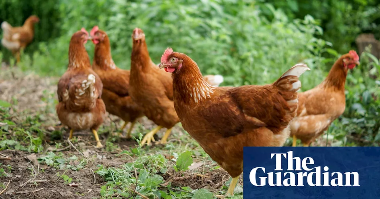 ‘They’re out of control’: flock of 100 feral chickens torments village