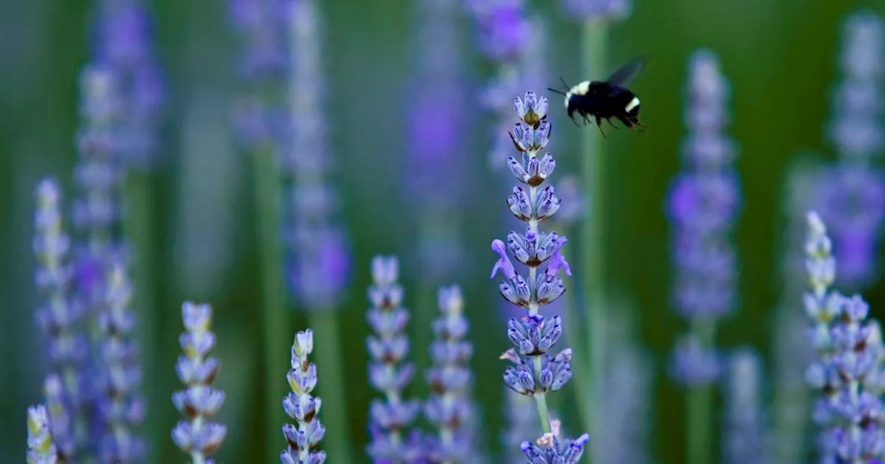 Bloom garden festival: 22 show gardens and 13 tiny postcard garden designs to view