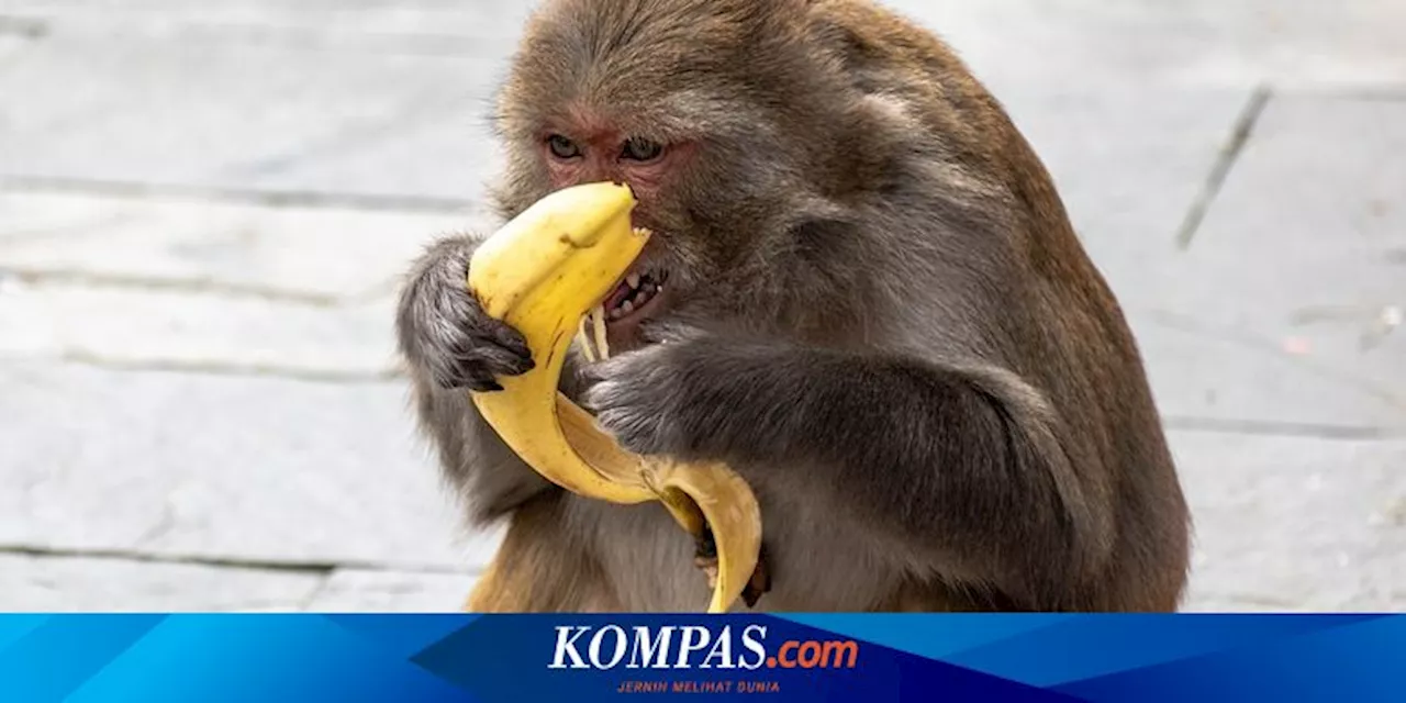 Sering Berulah, Monyet di Kota Thailand Akan Diusir Bahkan Ditahan