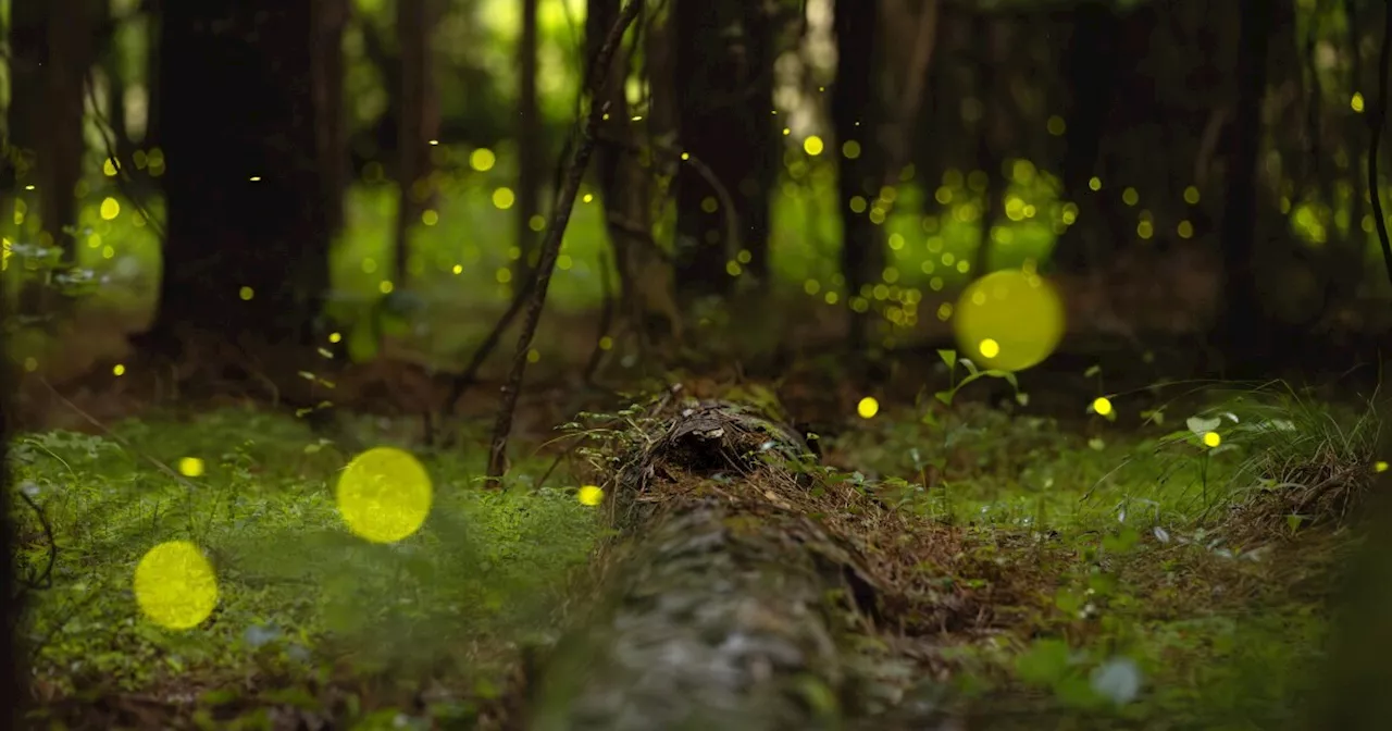 Witnessing the spectacle of synchronous fireflies is ‘like magic’