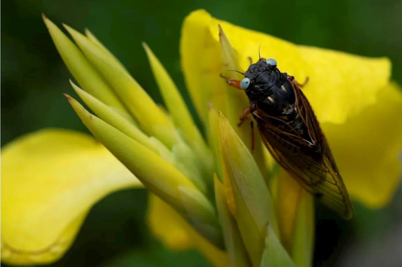 Rare blue-eyed cicada spotted during 2024 emergence at suburban Chicago arboretum