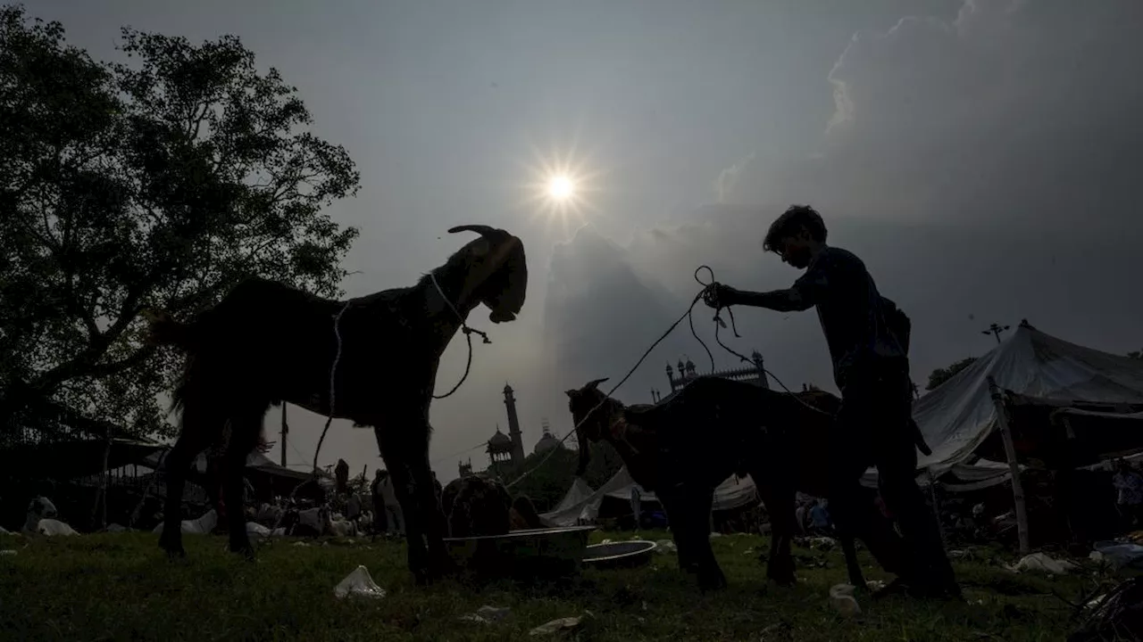 Jelang Idul Adha, Simak 4 Kriteria Hewan Kurban yang Penuhi Syarat Sah