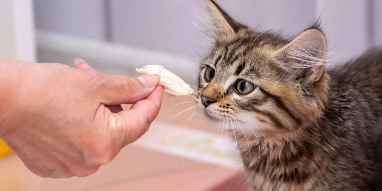 Kanton Zürich: Katzenhalter wehrt sich gegen Büsi-Diebstahl