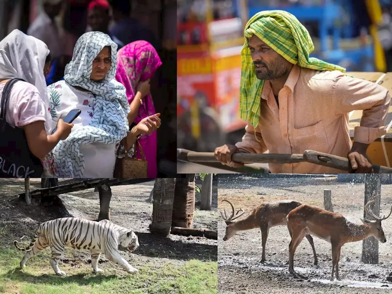 जानवर हो या इंसान... भीषण गर्मी ने निकाला सबका दम, अब तो मान जाओ सूरज चाचा!