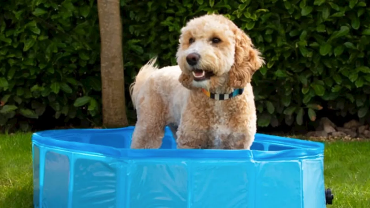 New dog essentials range at Home Bargains that’ll keep pets ‘cool whilst the temperature rises’