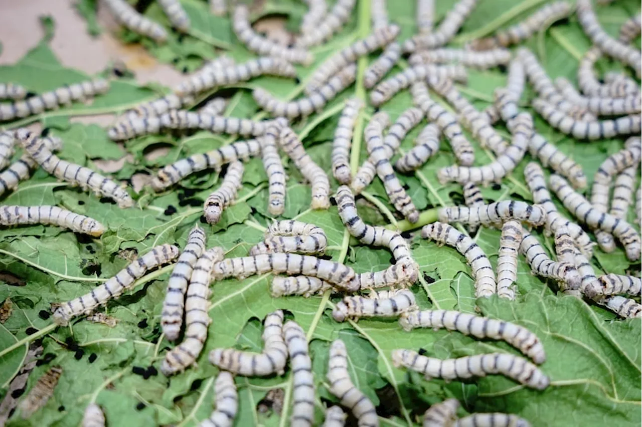 Asian silkworms put to work for Cuban artisans, helping make anything from shirts to soap