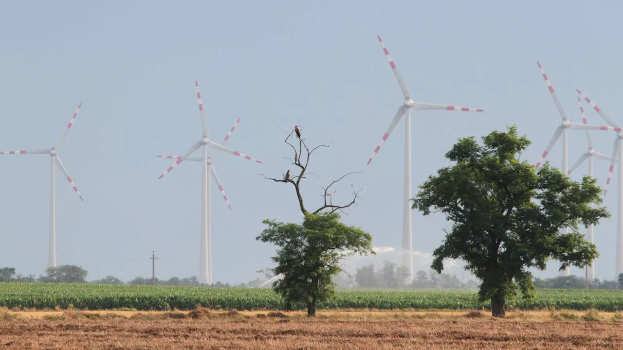 Russbach: BirdLife kritisiert Zonierung für Windkraftanlagen