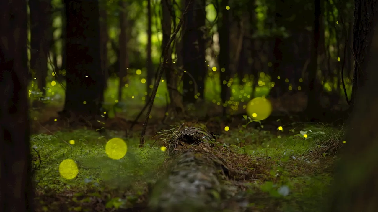 Witnessing the spectacle of synchronous fireflies is ‘like magic’