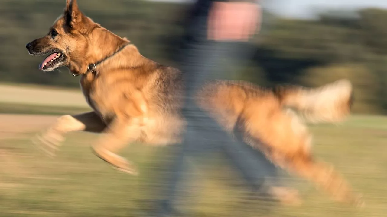 Berlin & Brandenburg: Mindestens 286 Menschen von Hunden in Brandenburg gebissen