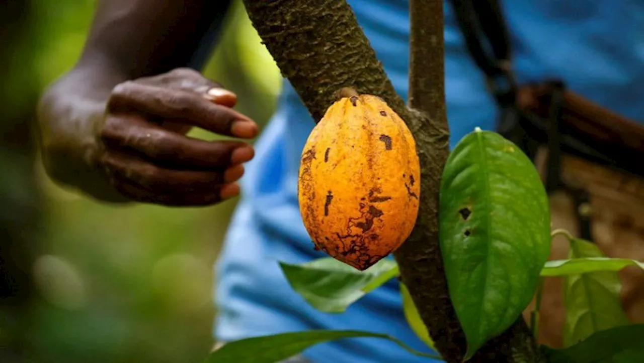 'Ghana's cocoa regulator to $1.5 bln for 2024-25 cocoa purchases' - SABC News