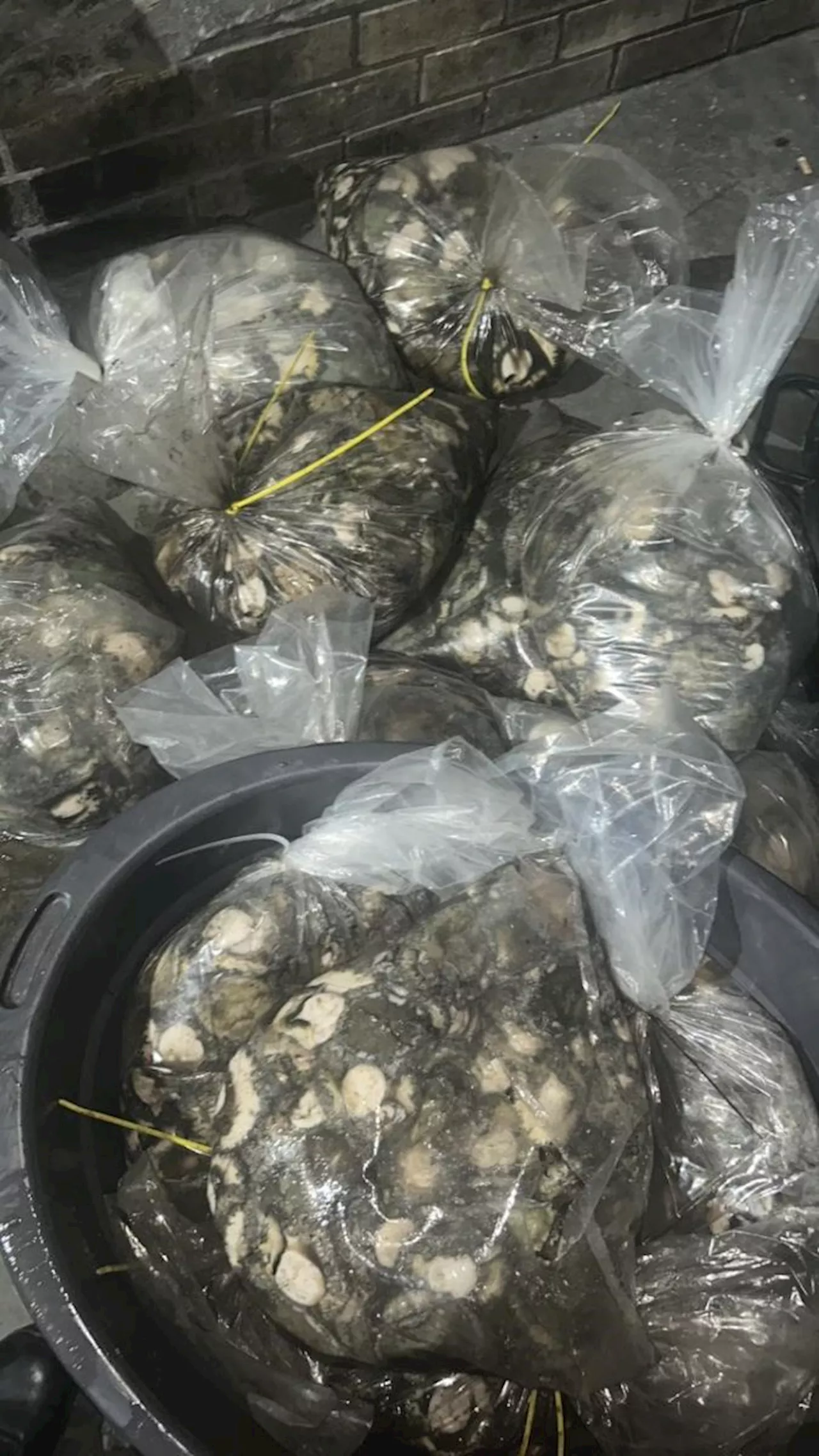 Anti-Gang Unit confiscates abalone with an estimated street value of R1.5 Million