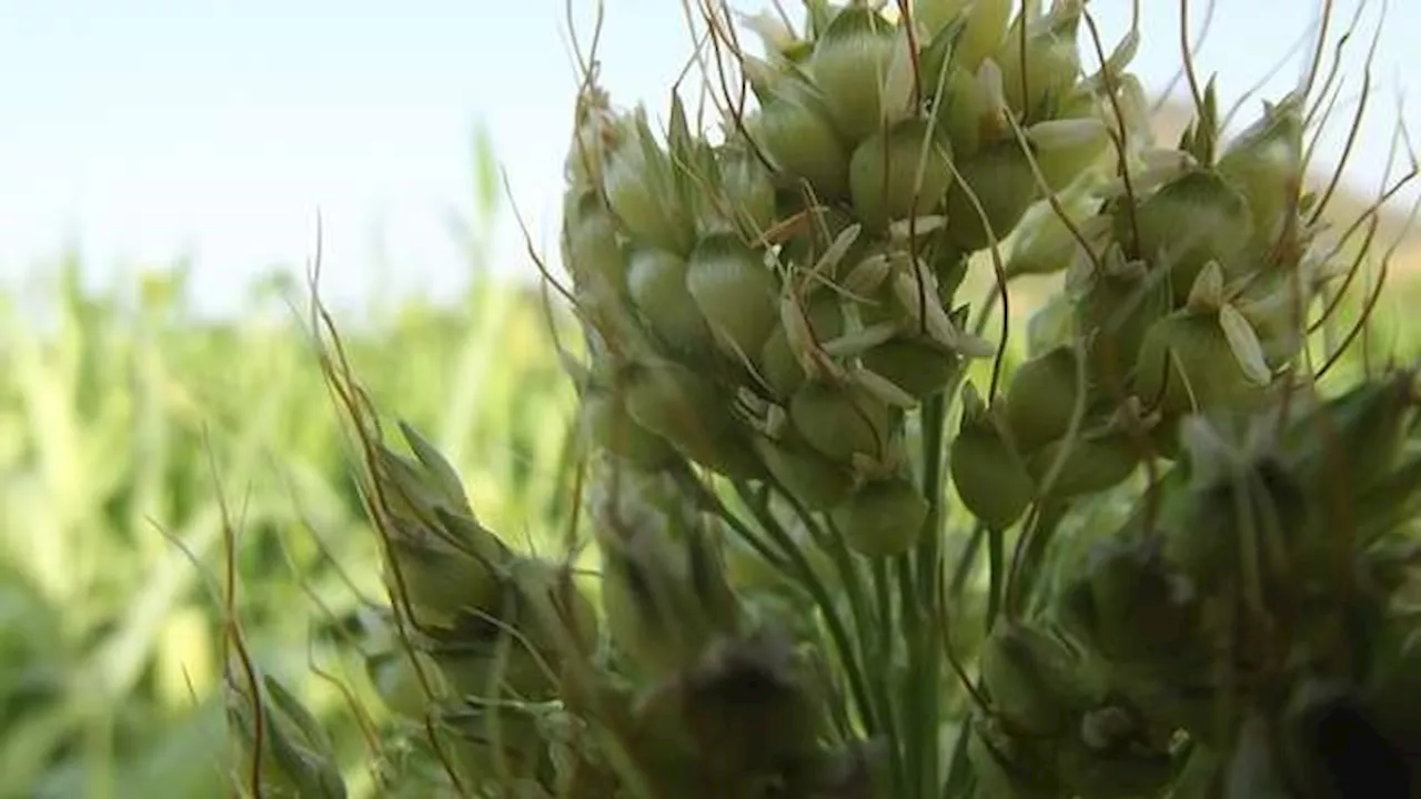 Sweet sorghum is a hardy, nutritious, biofuel crop that offers solutions in drought-hit southern Africa