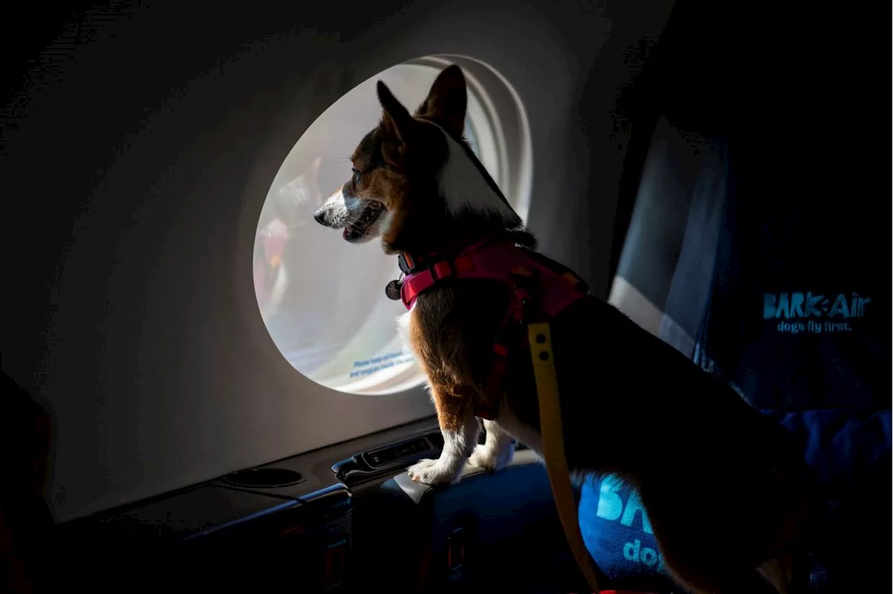 This airline wants all dogs to fly first class