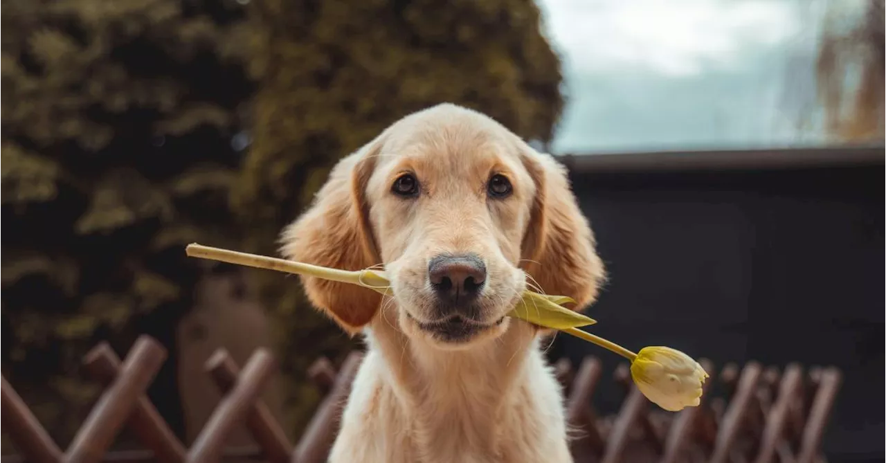 Ces trois races de chiens seraient les plus gentilles