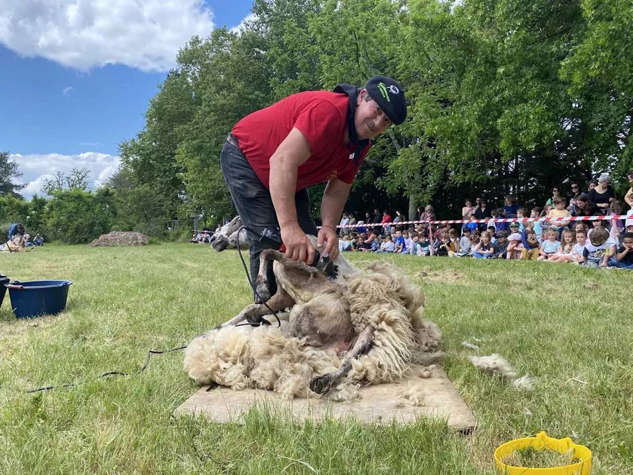 « Regardez, le mouton ne bouge pas. Il est bien ! » : à Mont-de-Marsan, les enfants découvrent les brebis landaises