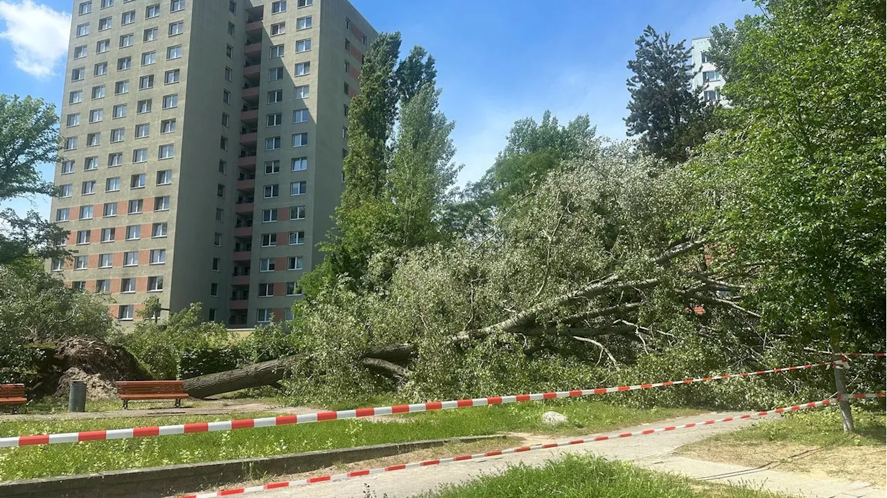 Auf dem Kiewitt: Mehrere Bäume umgestürzt