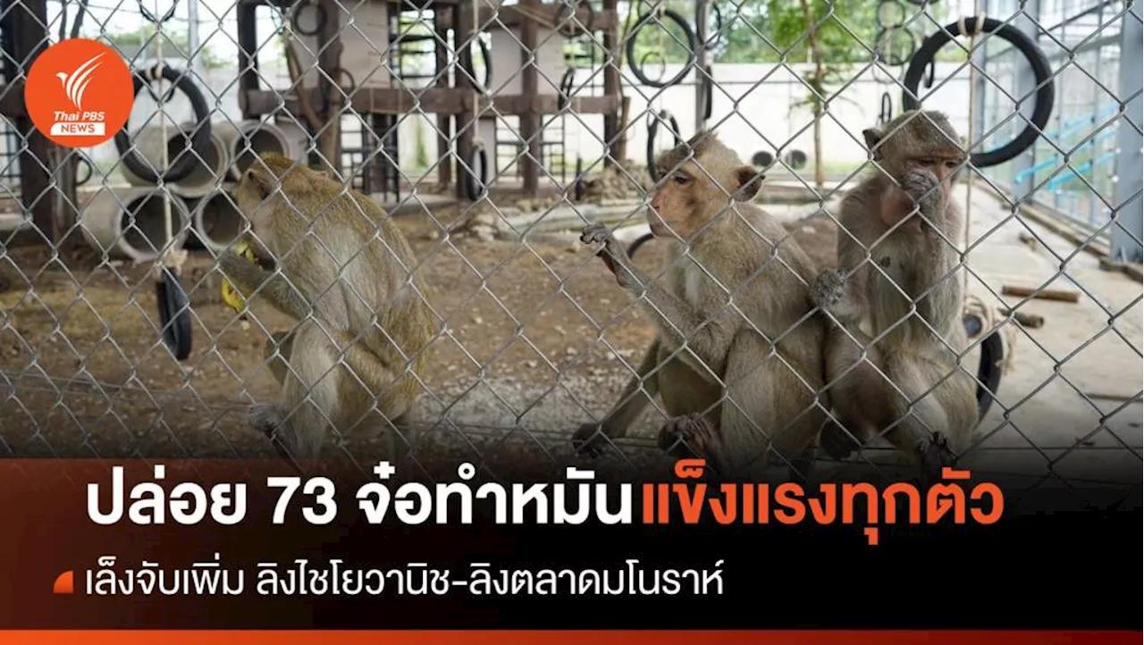 73 จ๋อสุขภาพดีหลังทำหมัน อส.ยึดหลัก 'คนพ้นทุกข์ ลิงเป็นสุข'