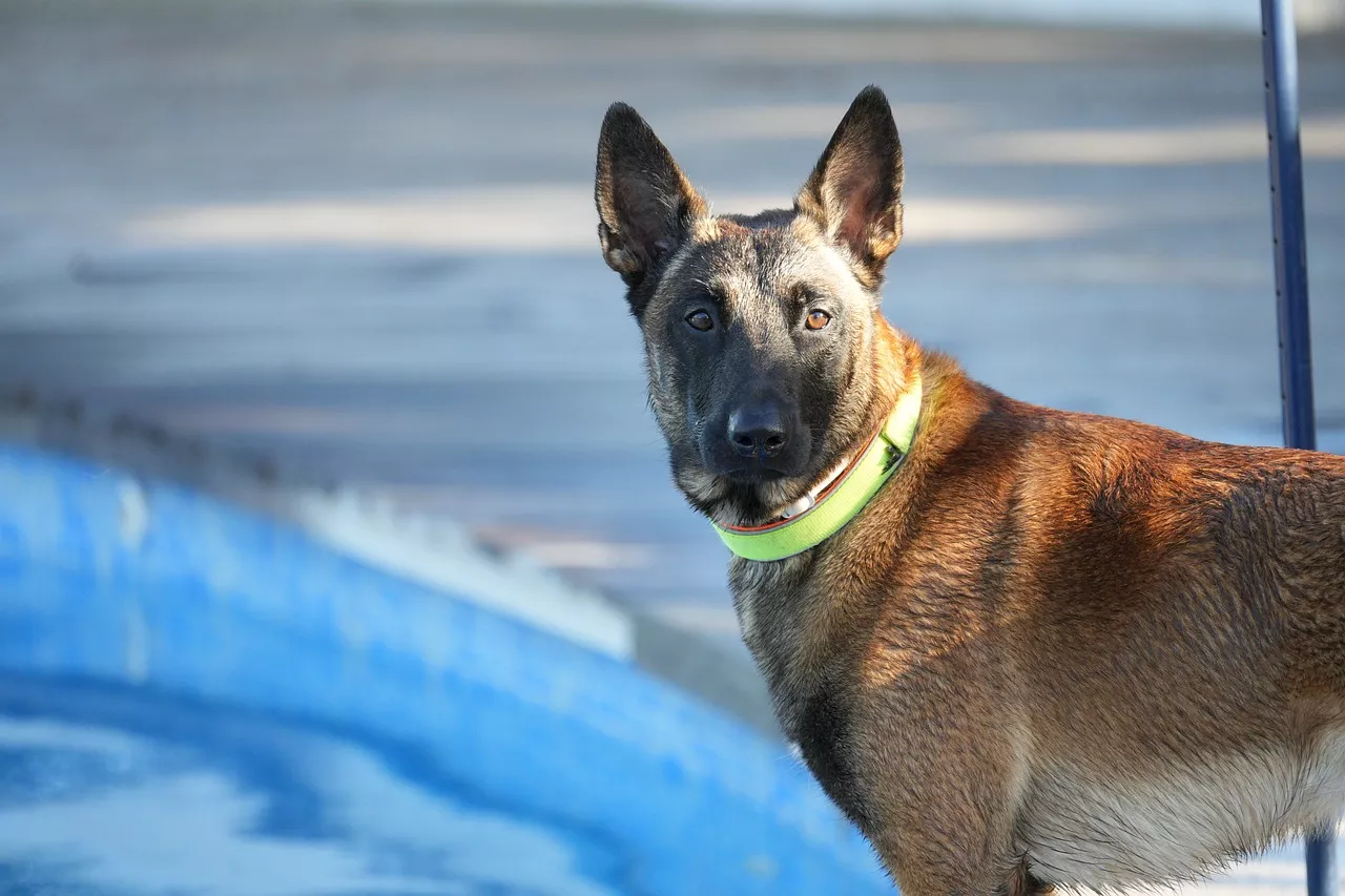 The Belgian Malinois: More than just a pretty face?