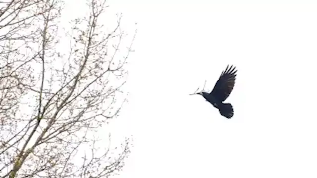 Erfolgreicher Greifvogel-Einsatz: Krähenproblem in Achim bleibt aber