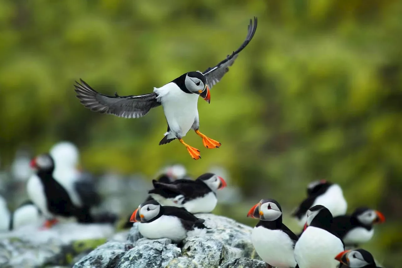 Puffins in Yorkshire: Festival to celebrate Yorkshire's 'sea parrots' to be held next weekend