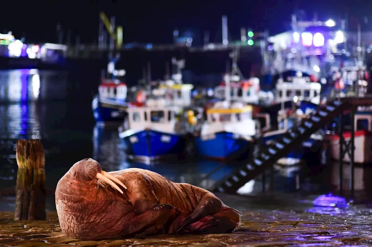 Stunning image of Thor the Walrus in Scarborough among wildlife winners on display in Yorkshire