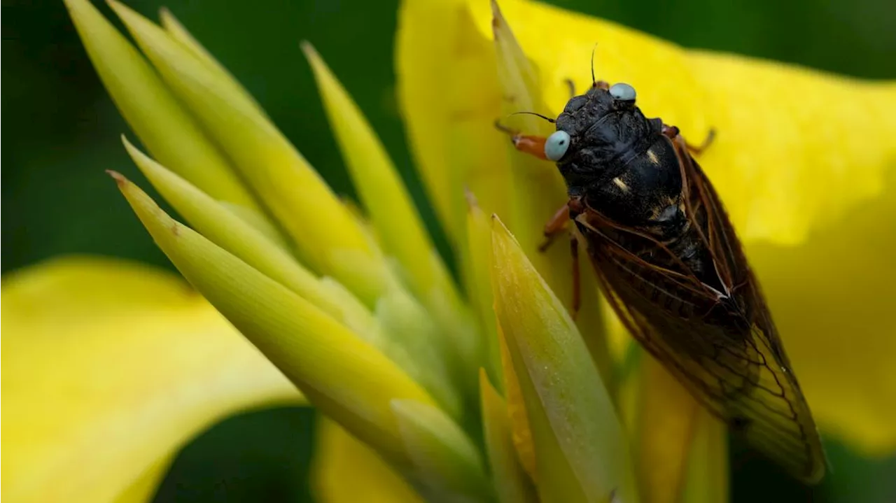 Rare blue-eyed cicada spotted at suburban Chicago arboretum