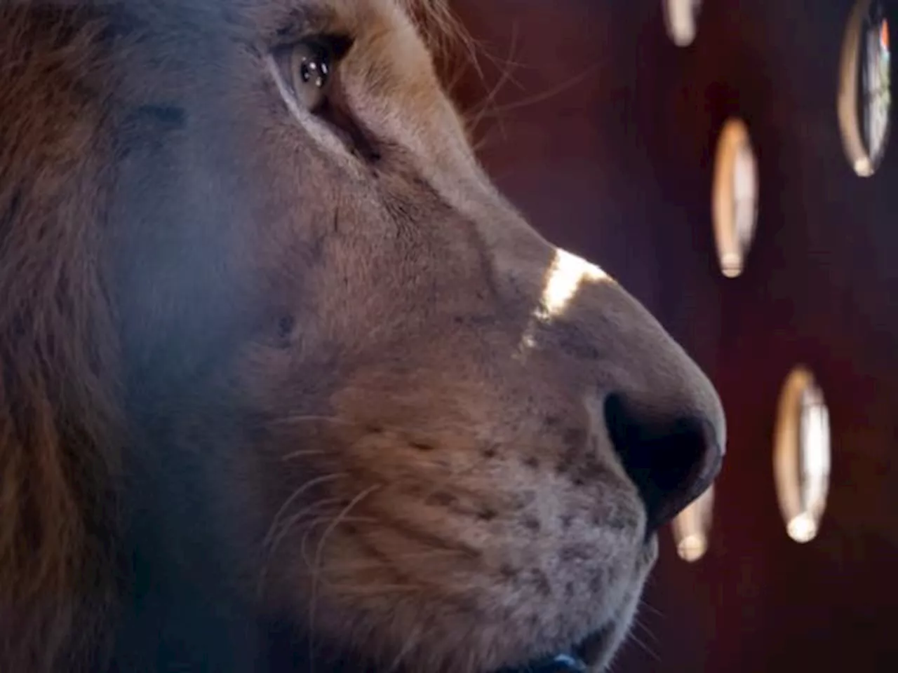 Mistreated Zoo And Circus Lions Rescued And Rehomed At South African Sanctuaries