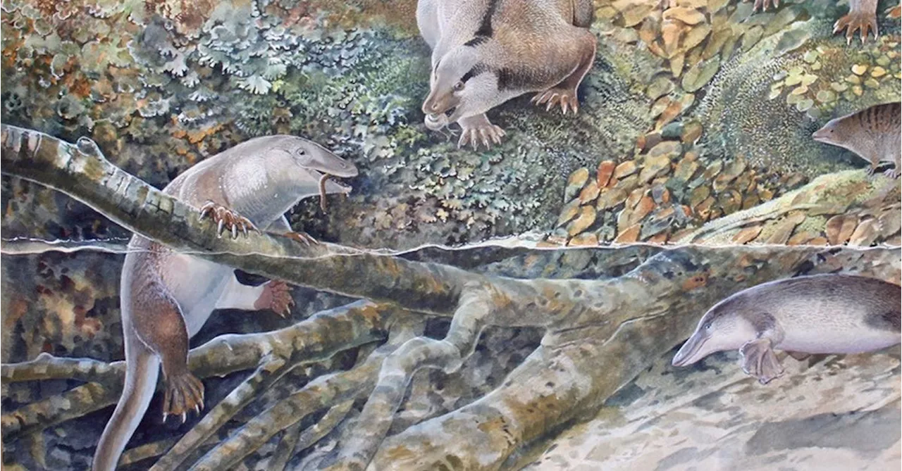 'Echidnapus' identified from 100-million-year-old fossil in NSW