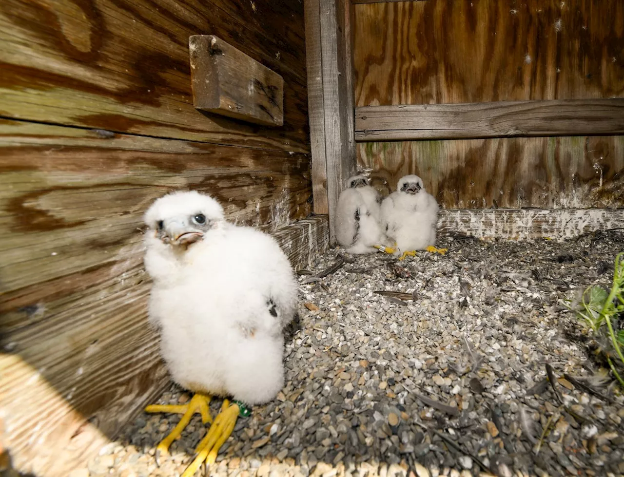 Three peregrine falcon chicks hatch atop Verrazzano-Narrows Bridge