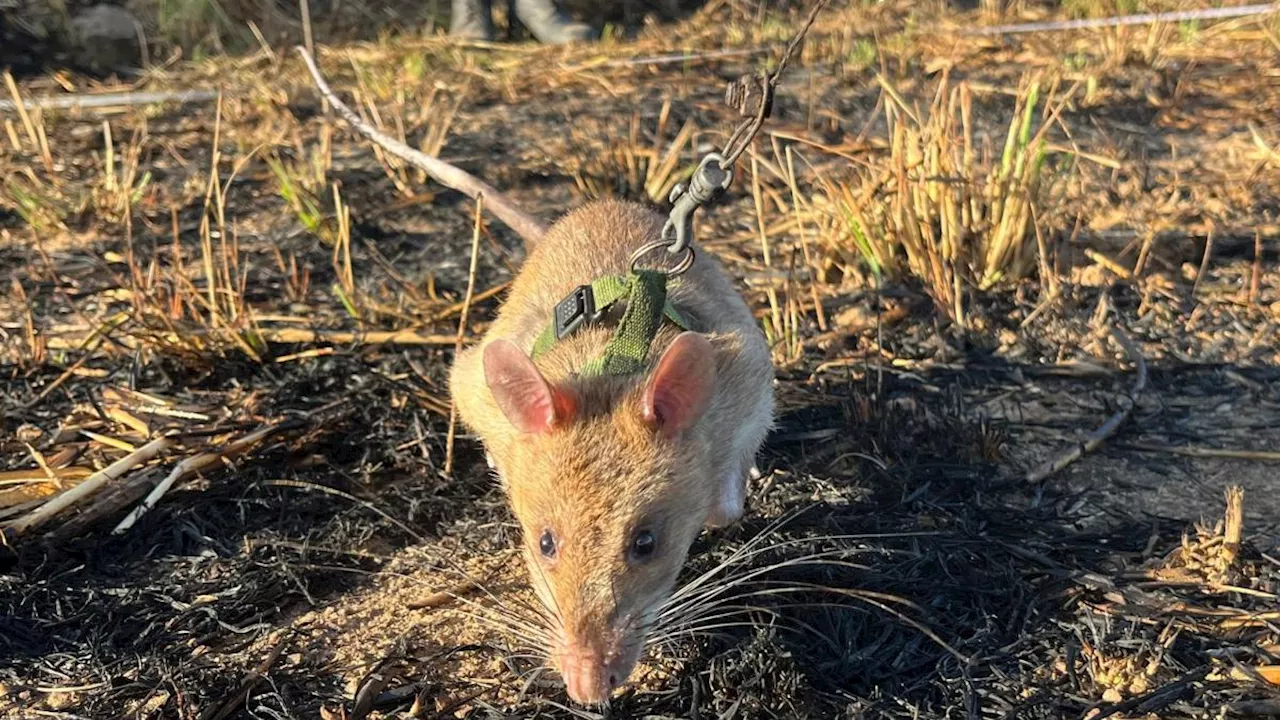 Riesenhamsterratten erschnüffeln Landminen in Angola