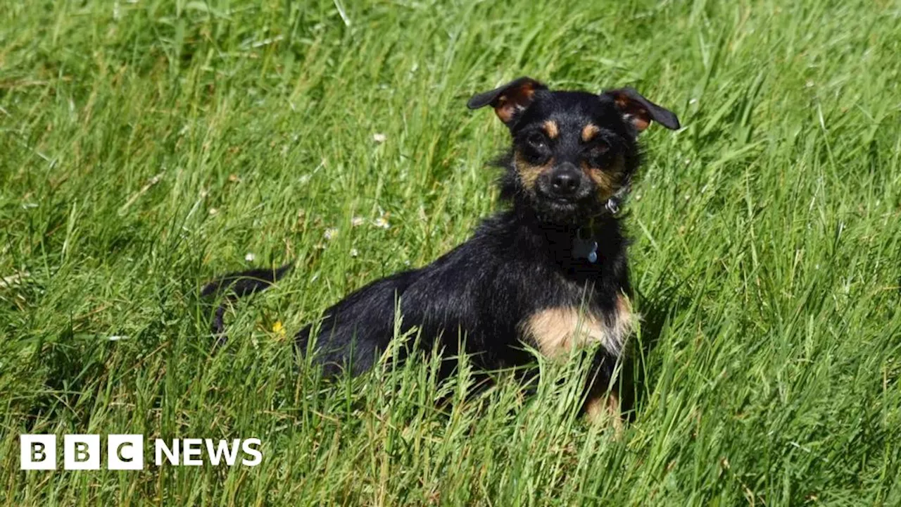 Cornish community joins hunt for lost dog