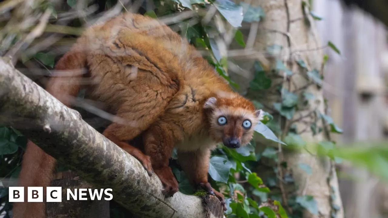 Bristol Zoo Project to focus on six species facing extinction