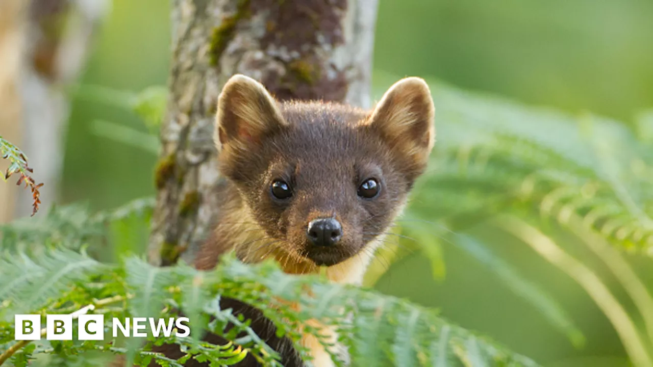 Exmoor and Dartmoor pine marten project receives funding boost