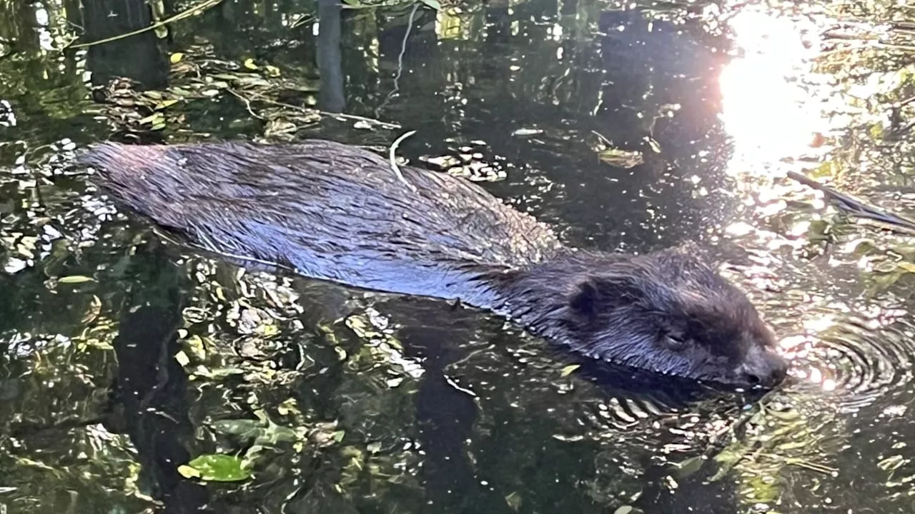 Biber soll von Meck-Pomm aus die Ostsee bis Dänemark durchpaddelt haben