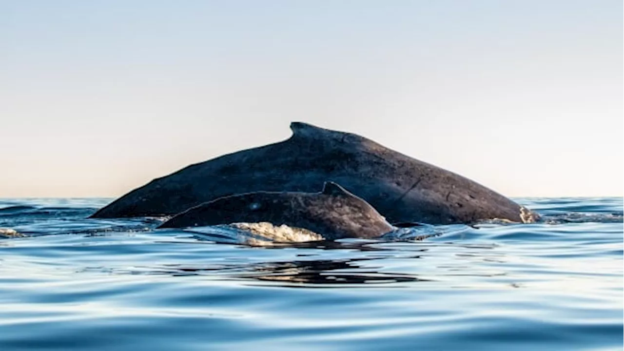 Whale-watching in Canada: Where to spot them — and when