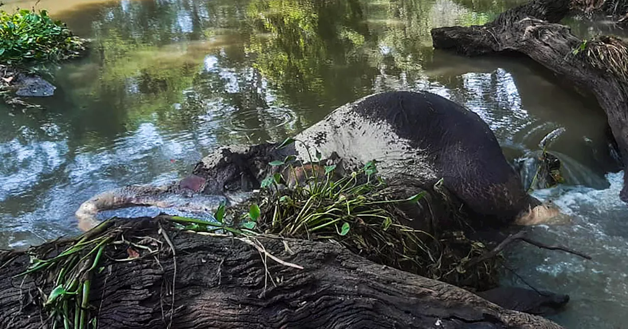 7 young elephants found dead in Sri Lanka amid monsoon flooding