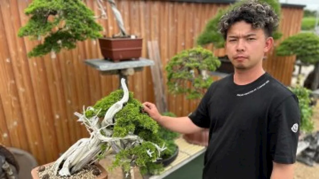 In Giappone la polizia dà la caccia ai rapitori di bonsai