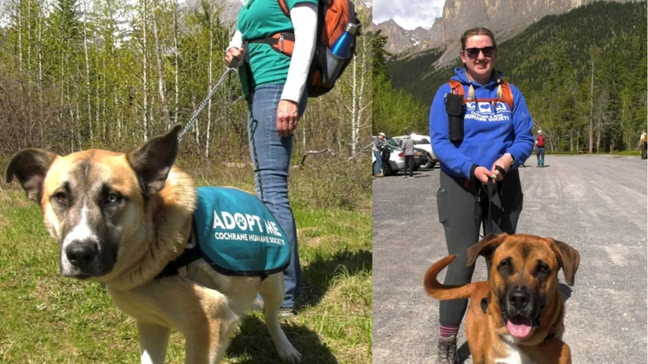 Hiking with Hounds program takes Cochrane foster dogs to the trails