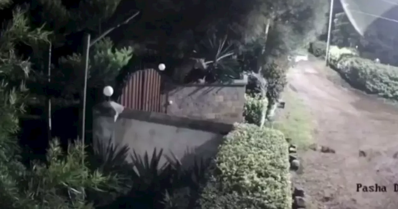 Moment wild lioness scales family garden wall with pet Rottweiler in mouth