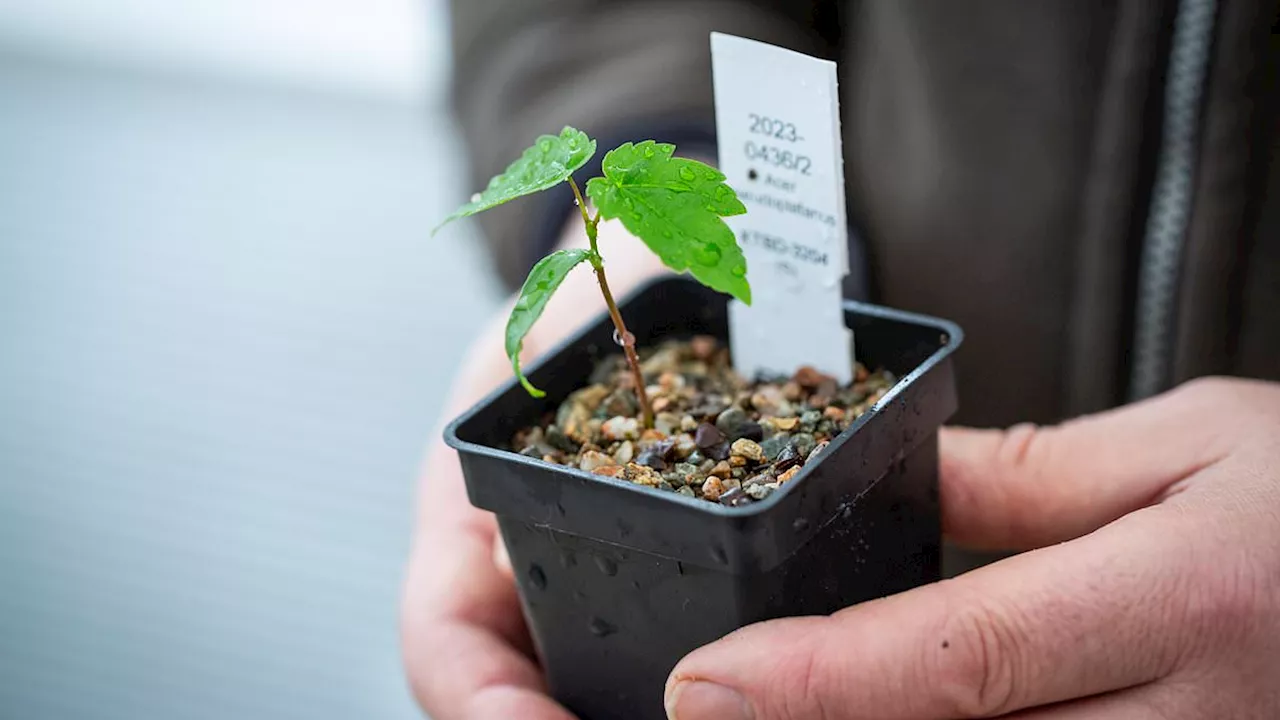 King Charles is presented with first ever seedling grown from the remains of the Sycamore Gap tree...