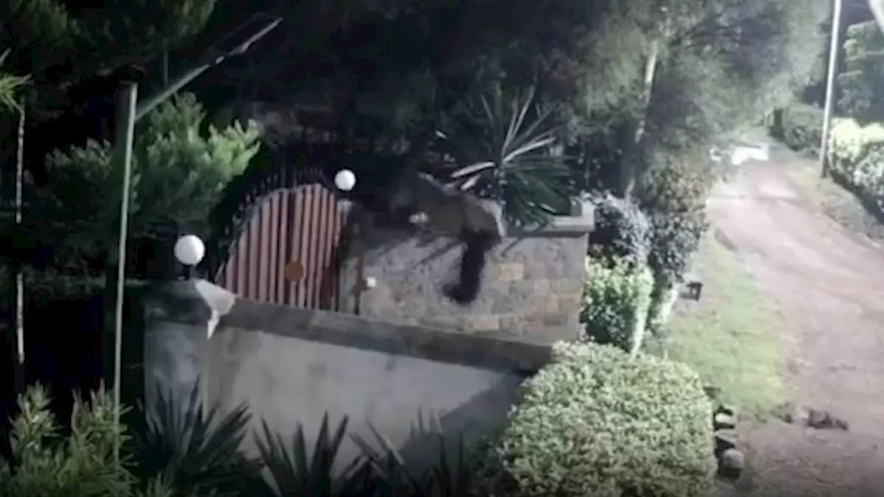 Terrifying moment lioness takes pet Rottweiler from family home