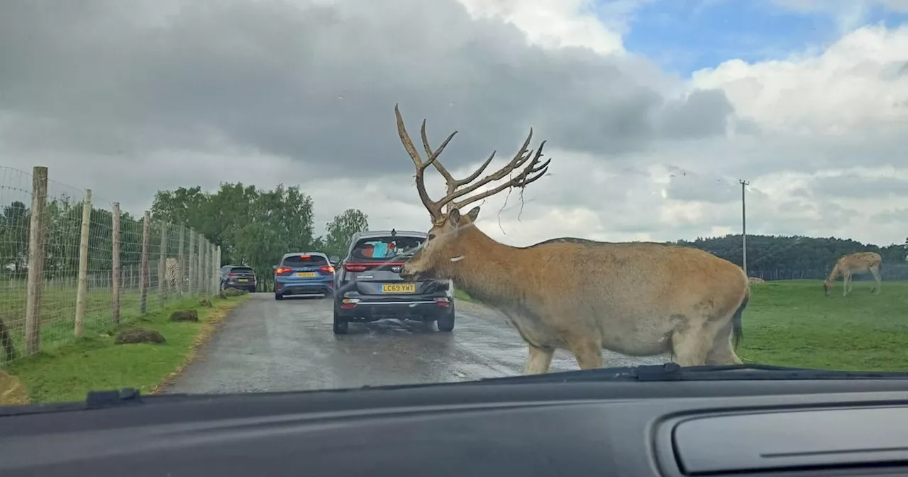 I went back to Knowsley Safari Park and learnt my lesson