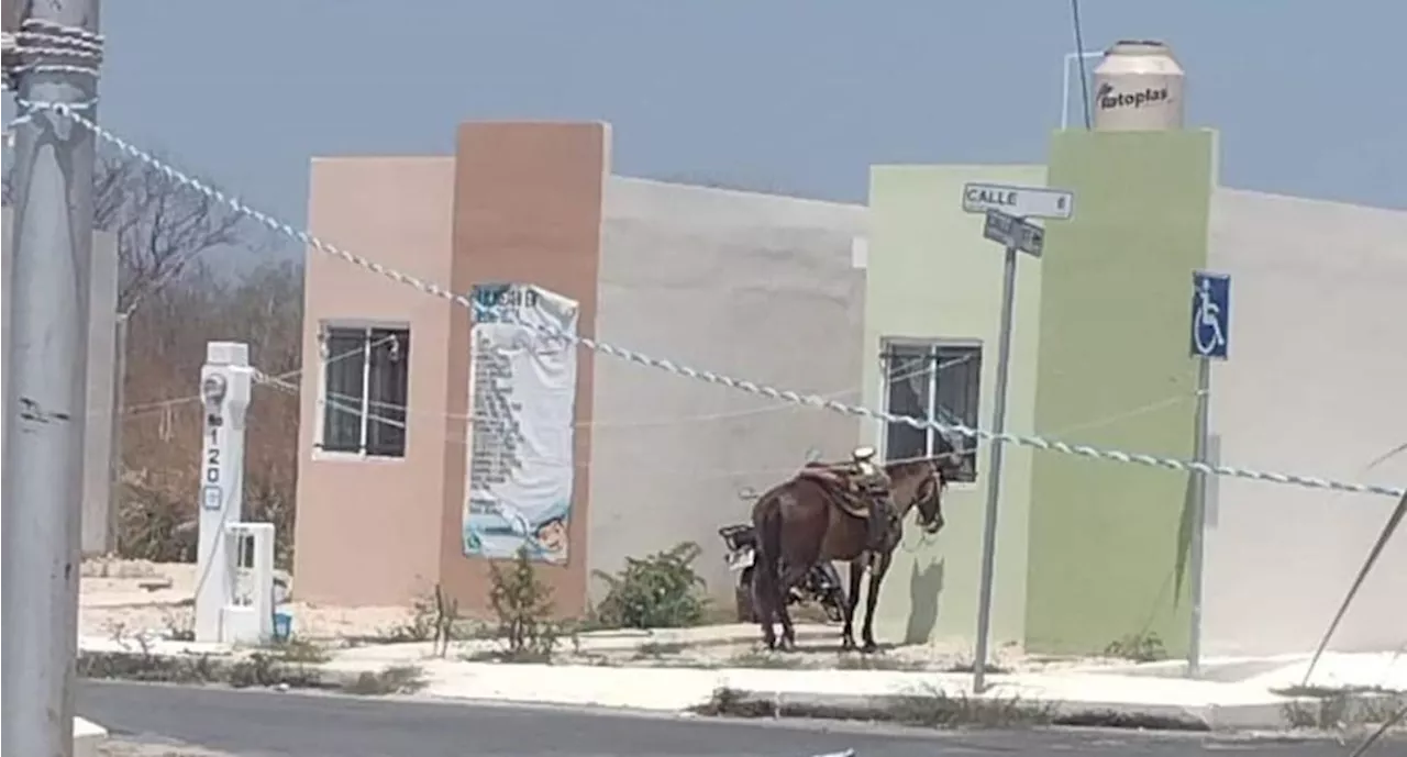 Denuncian crueldad animal en Yucatán; caballo es amarrado bajo los rayos del sol