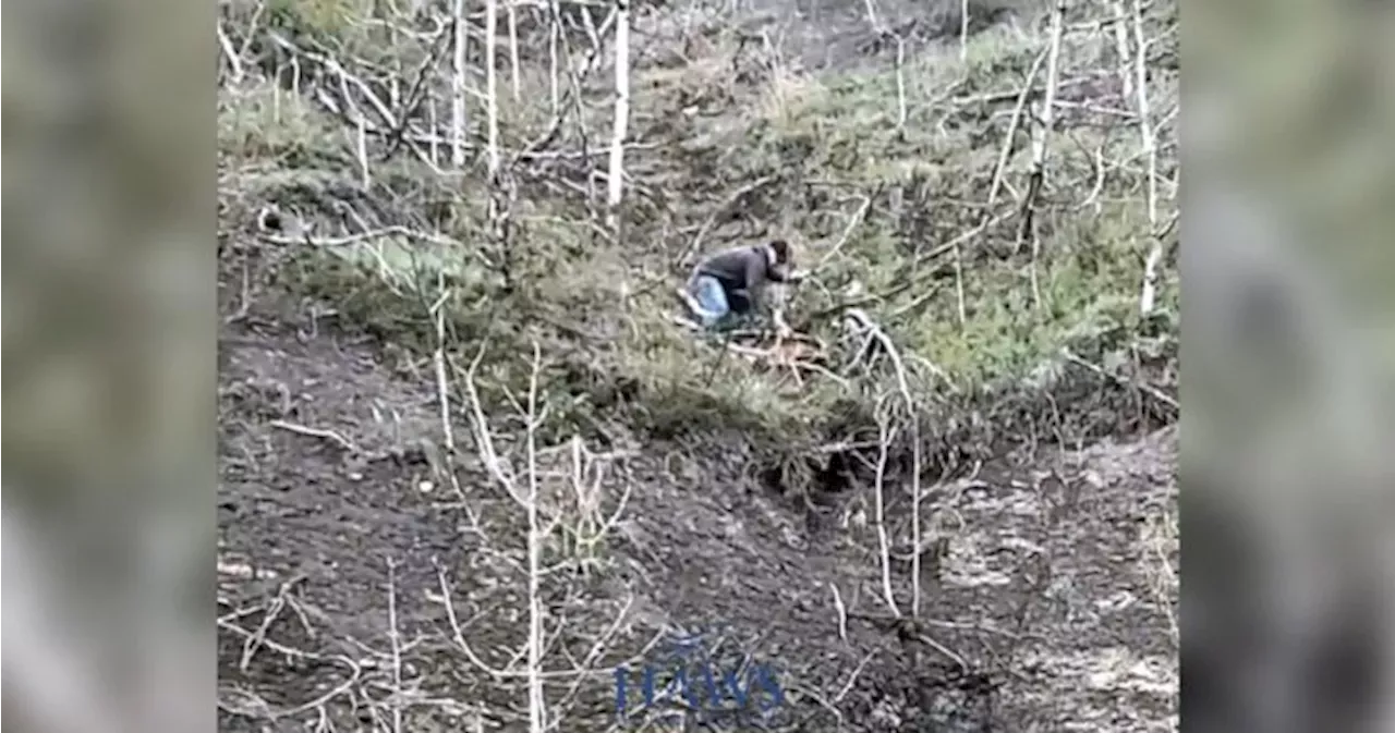 Alberta Wildies Society: Wild horse rescue: Bystander pulls foal from ...