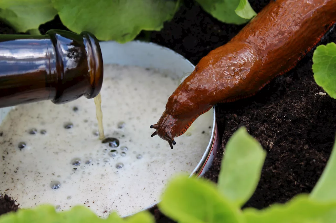 Garten-Experte warnt: Diesen Tipp gegen Schnecken solltest du besser nicht befolgen