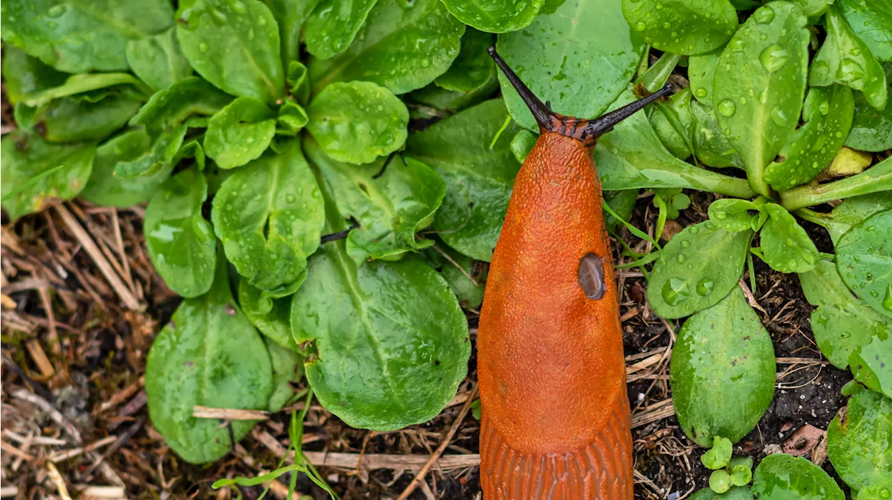 Schnecken endgültig loswerden: Auf diese Methoden schwören Garten-Profis