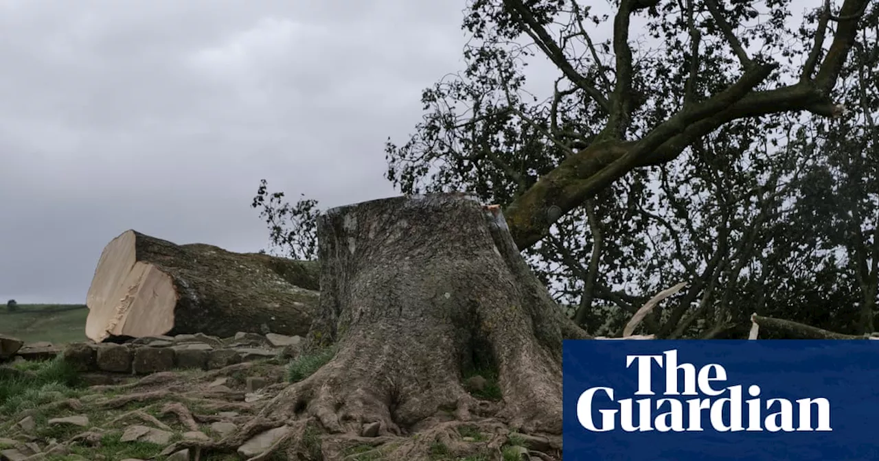 King Charles to plant sapling from Sycamore Gap tree in Windsor Great Park