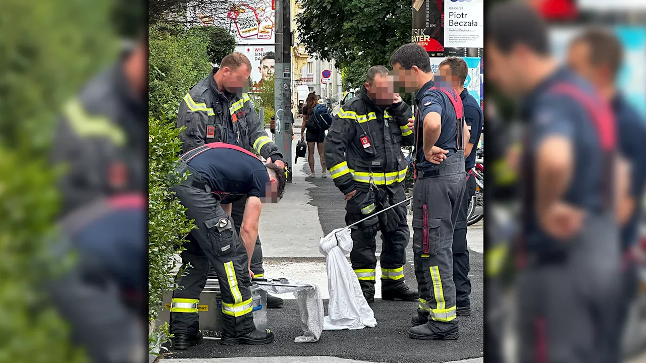 Große Panik wegen Schlange, doch damit rechnet niemand