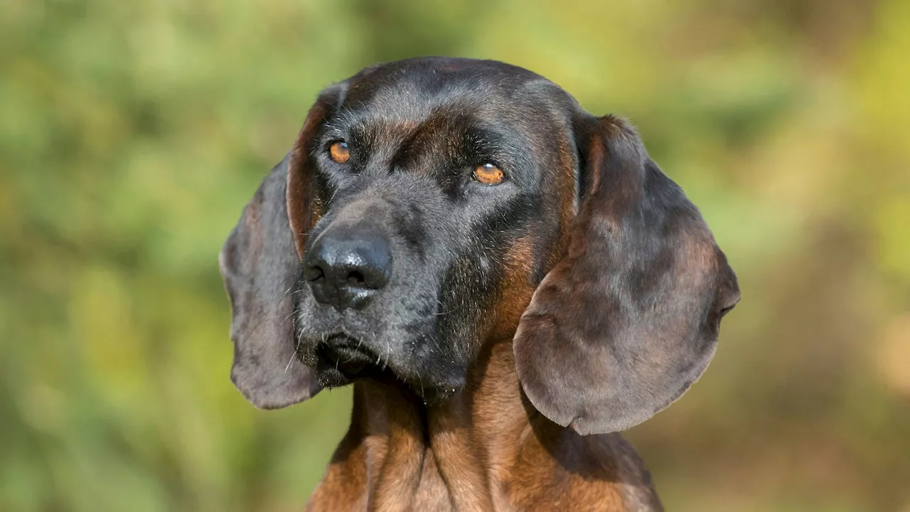 Hund in heißem Auto gestorben – Soldat freigesprochen